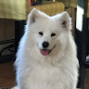 Meet your Posher, Alice